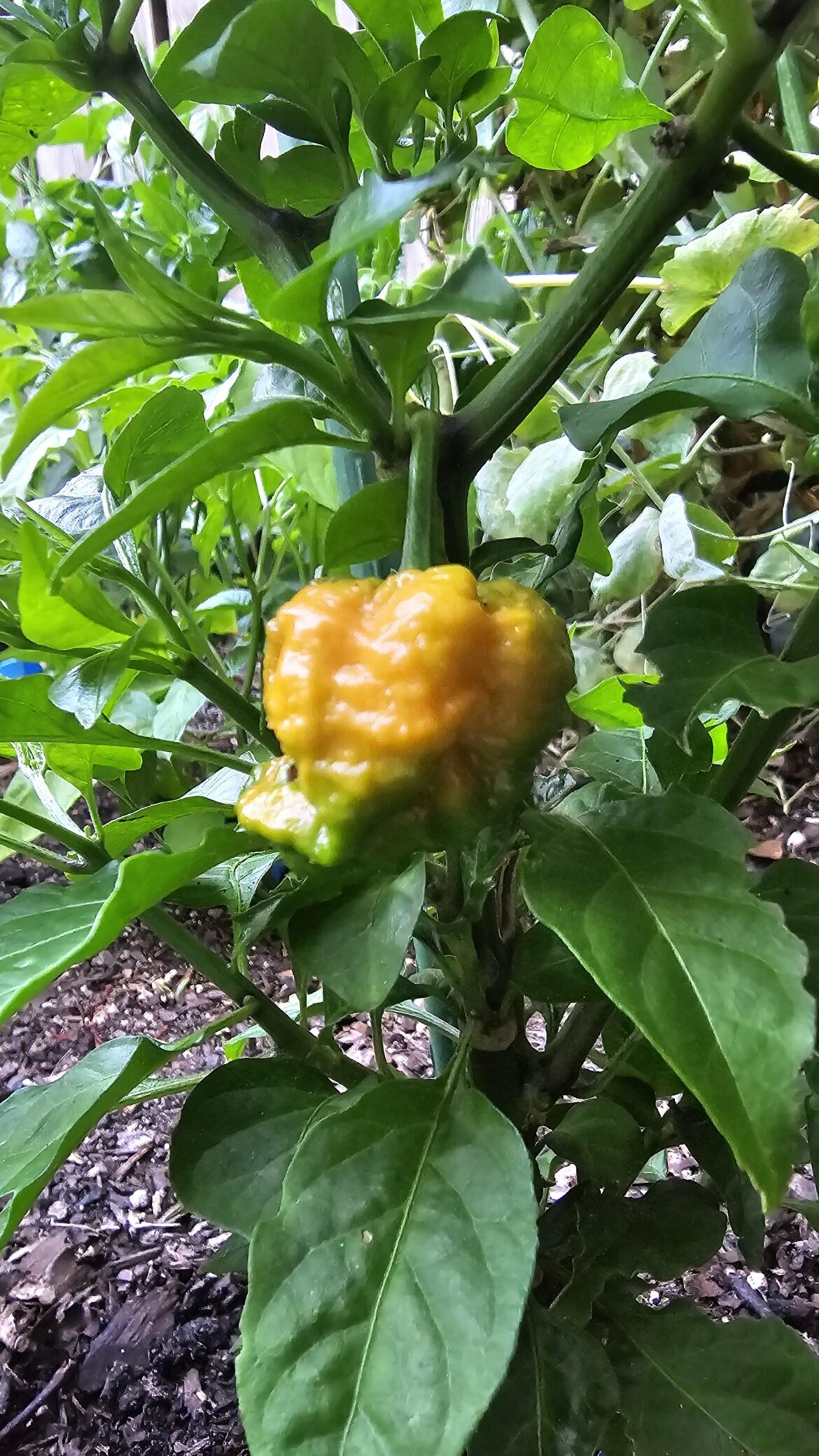 First fried chicken is ripening!