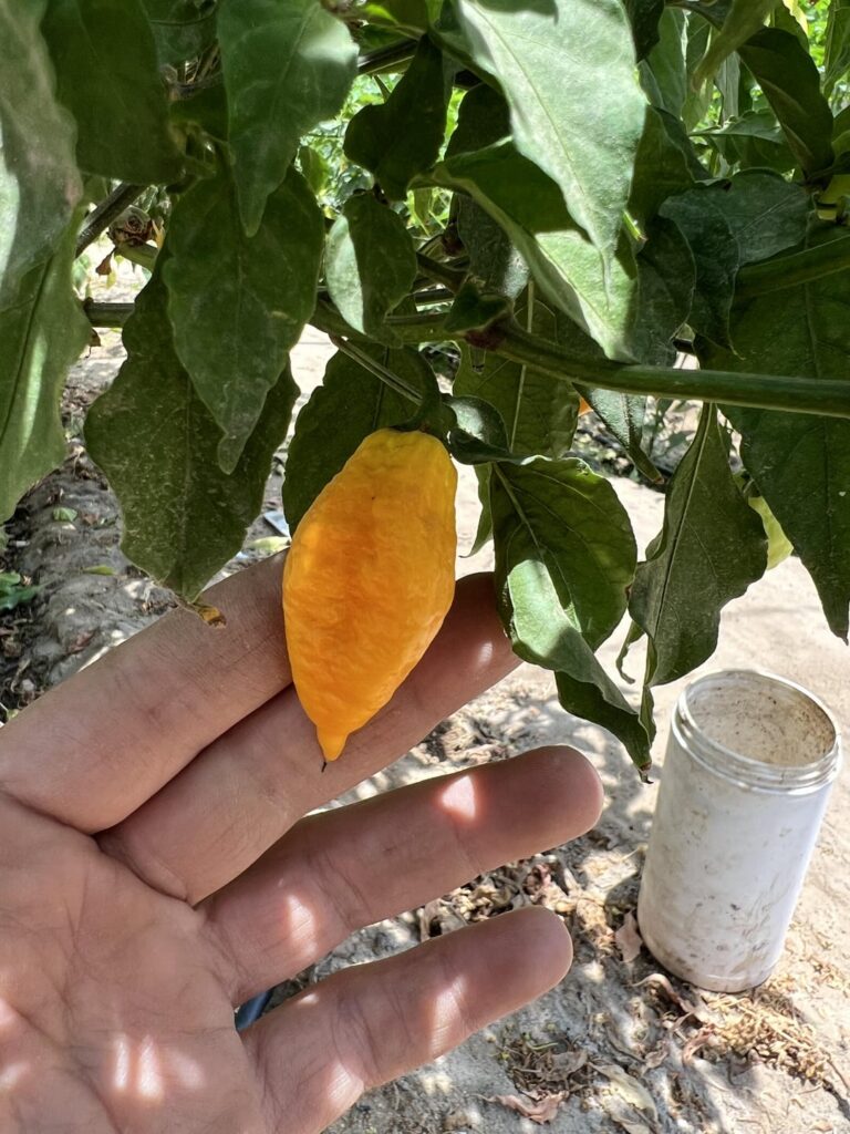 Help me identifying this pepper please