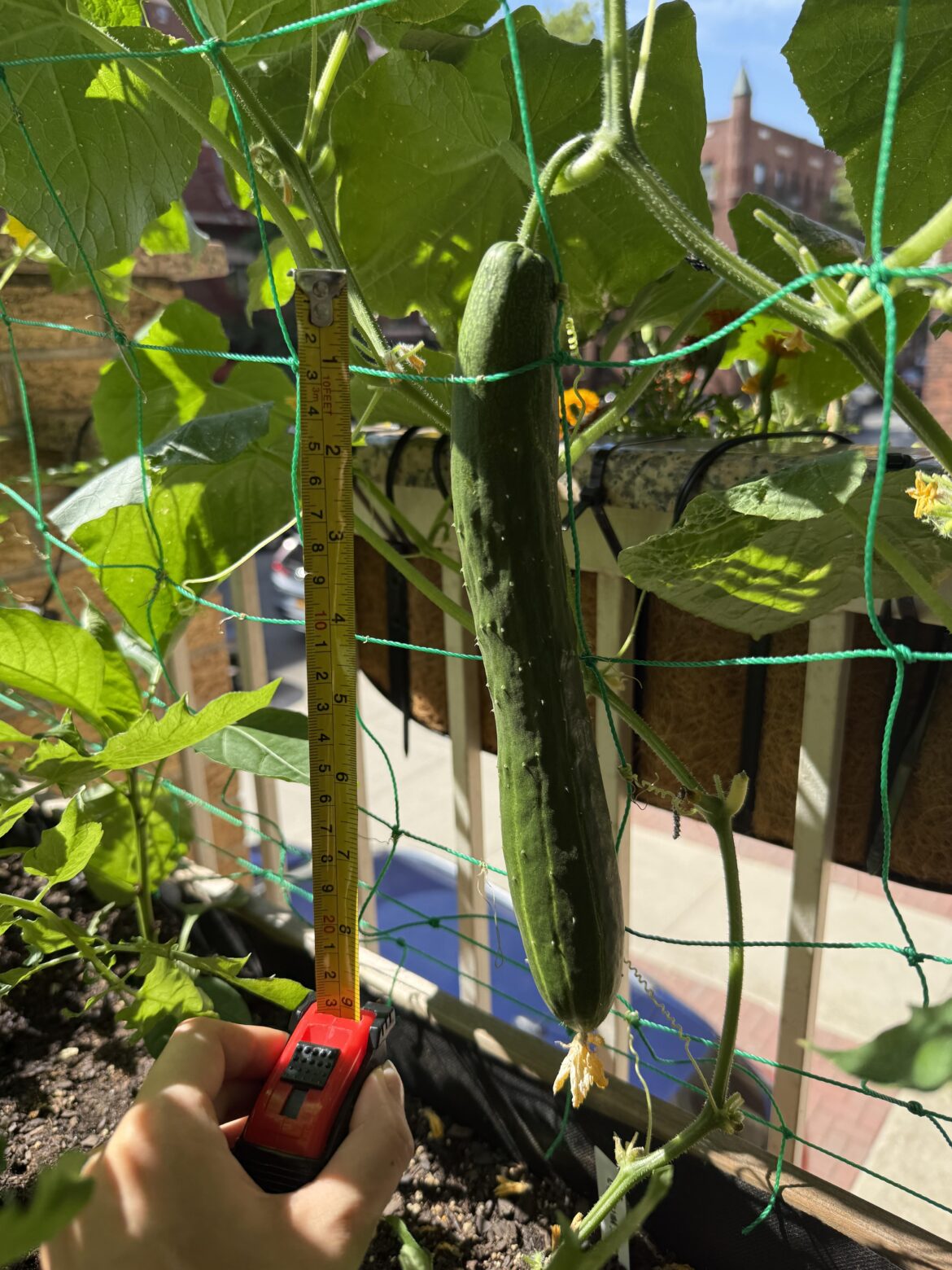 First cucumber grown on my NYC balcony!!