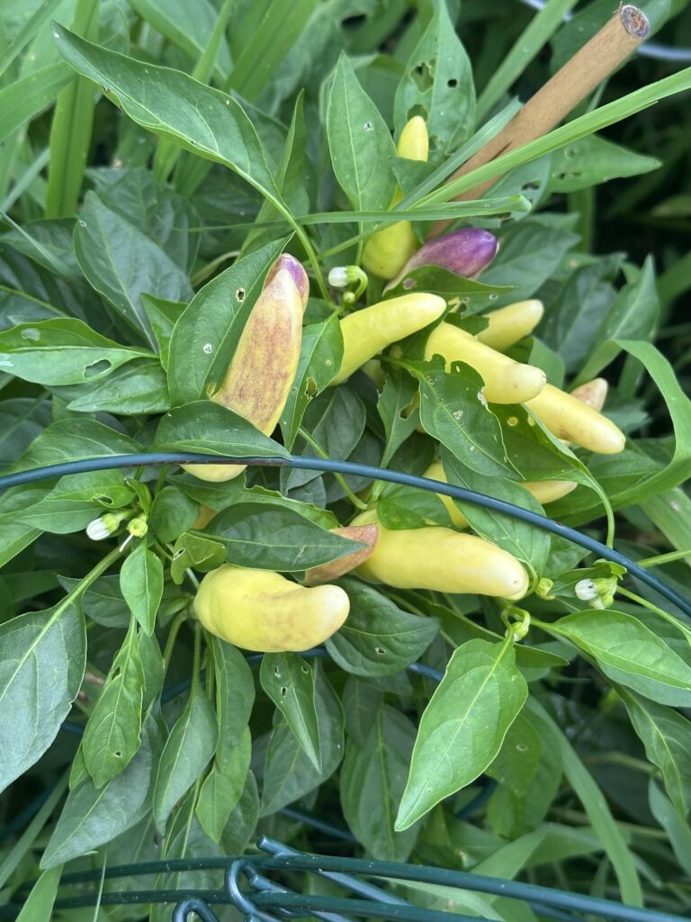 Pretty N Sweet peppers- what to do once they’re ready?