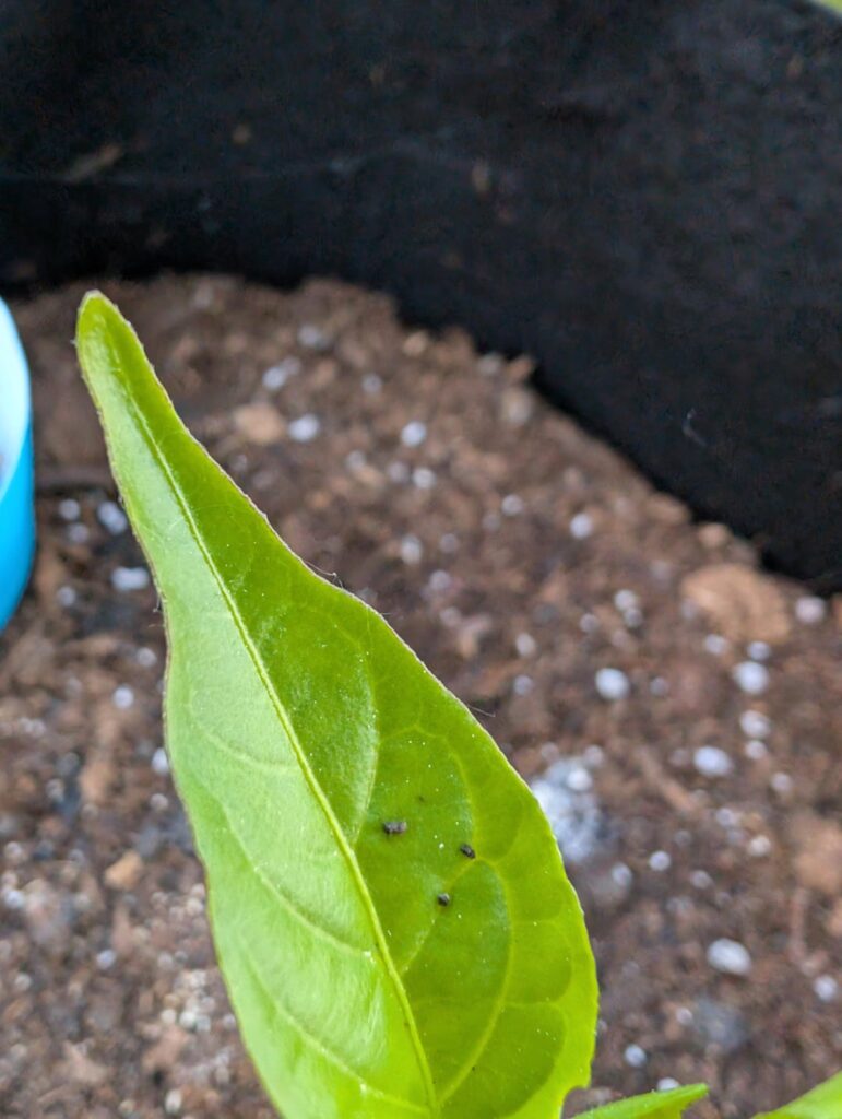 What's going on here?