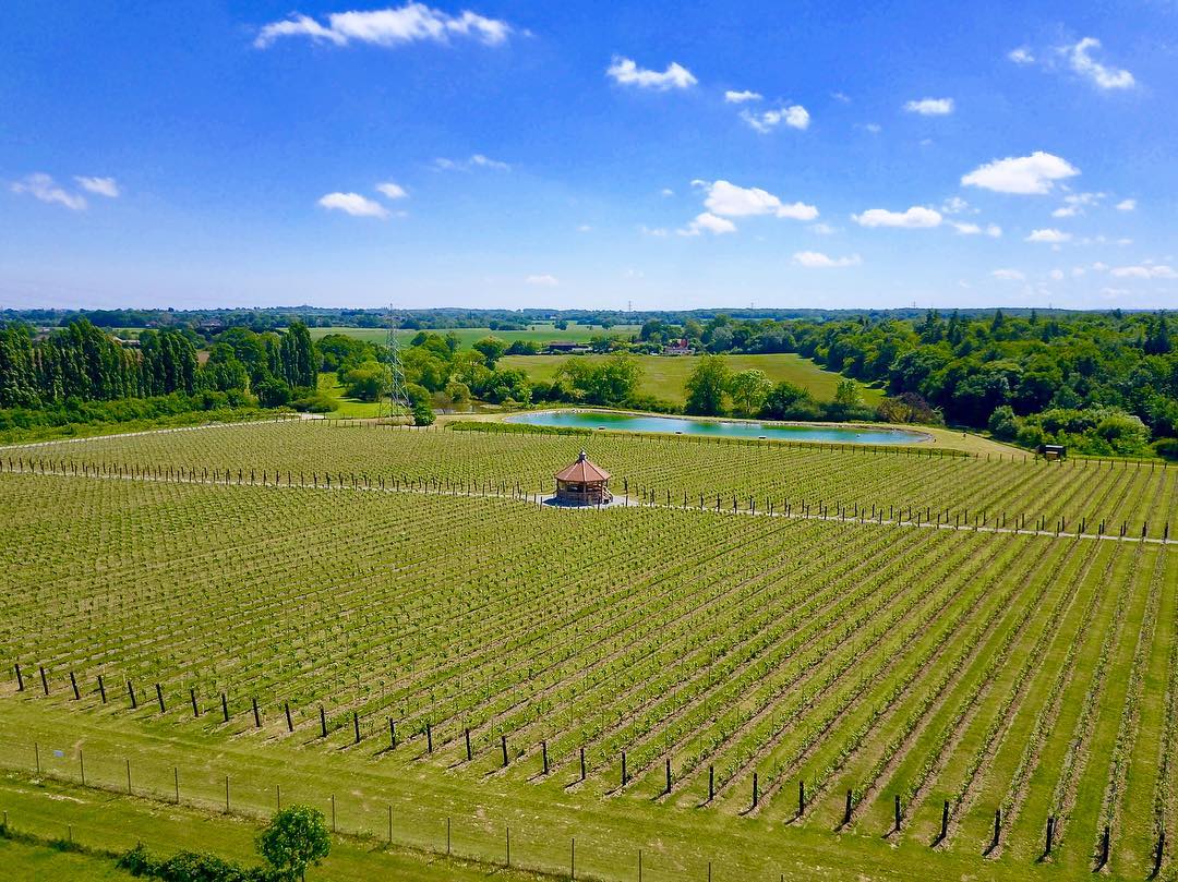 Aerial view of a vineyard with a gazebo.