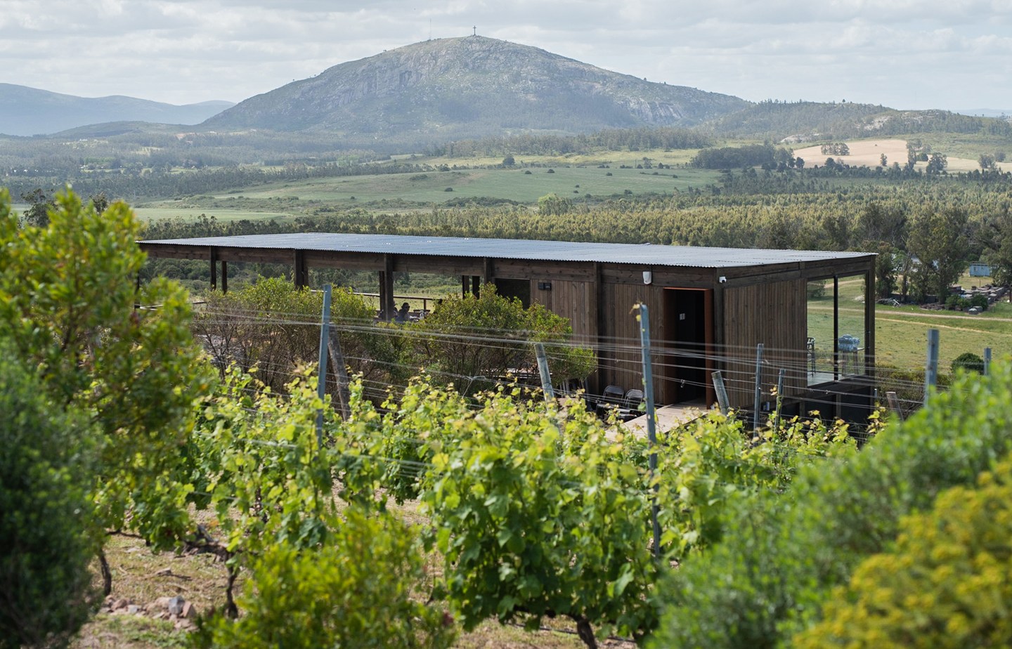 Bodega Cerro del Toro winery building in vineyard with mountain in background.