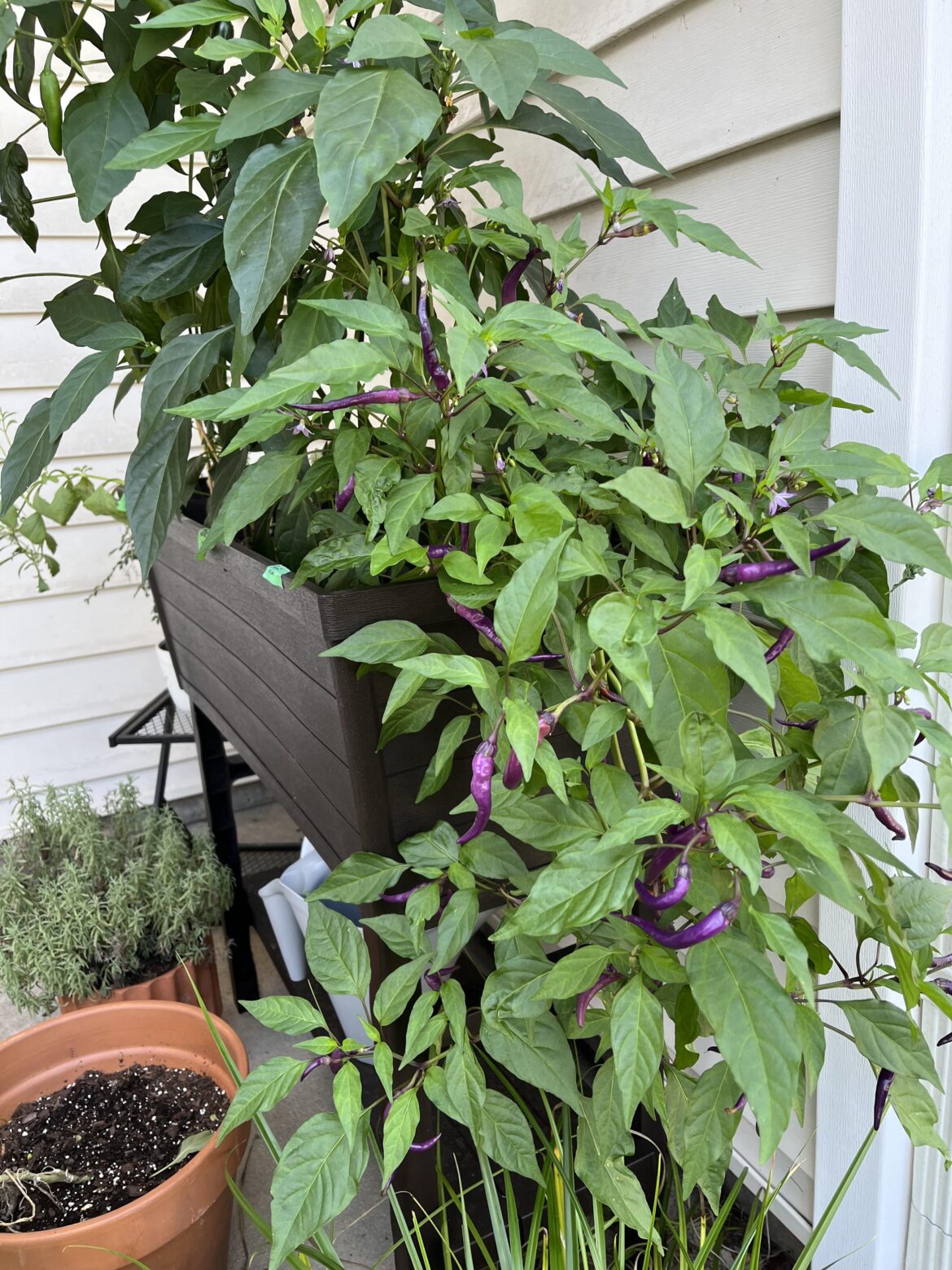 Recipes for salsas with buena mulata peppers?