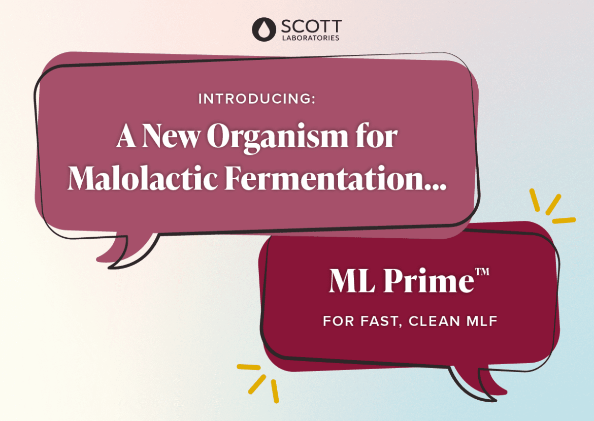 A Breakthrough in Wine Microbiology Arrives in the U.S.