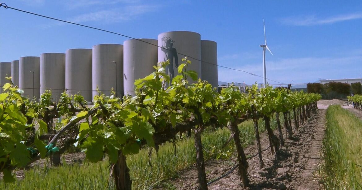California vineyard uses wind power to make wine