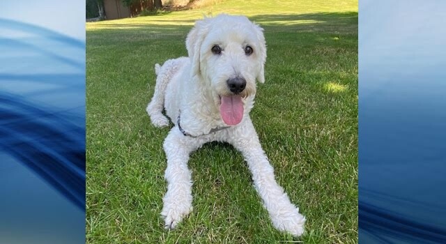 Ollie is looking for a new forever home after his owner passed away unexpectedly. 