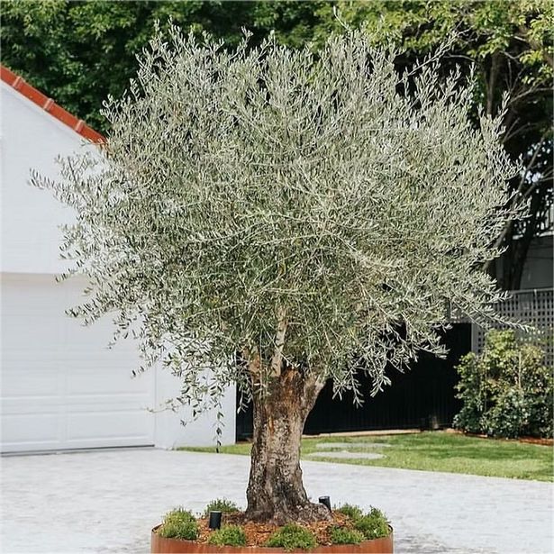 Mega XXXL Tuscan Olive Tree