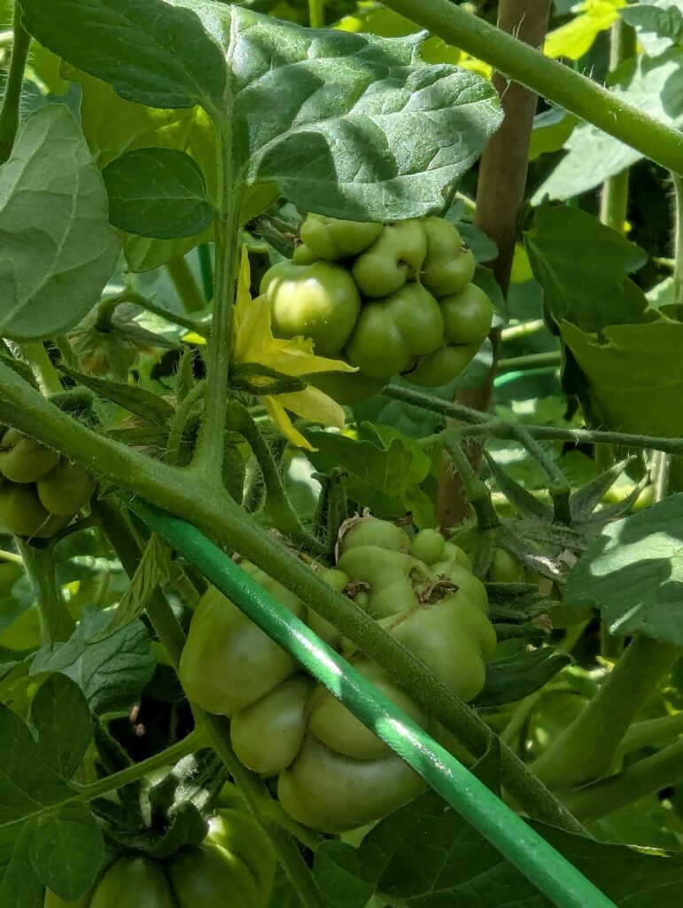 Very happy with how the home garden Reisetomate & Ferris Wheel heirloom tomatoes are coming along ❤️