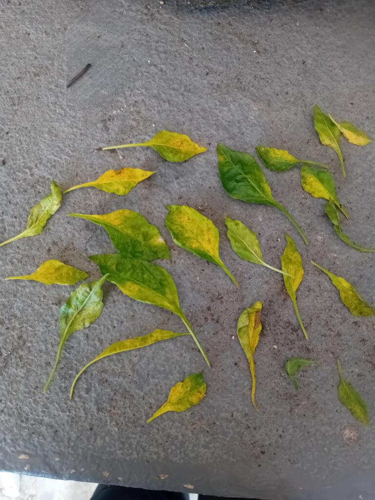 What is causing this?