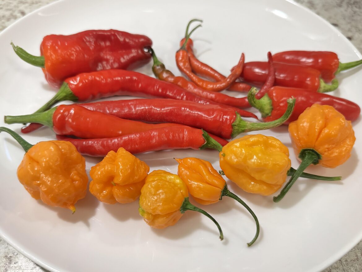 Just a few early birds