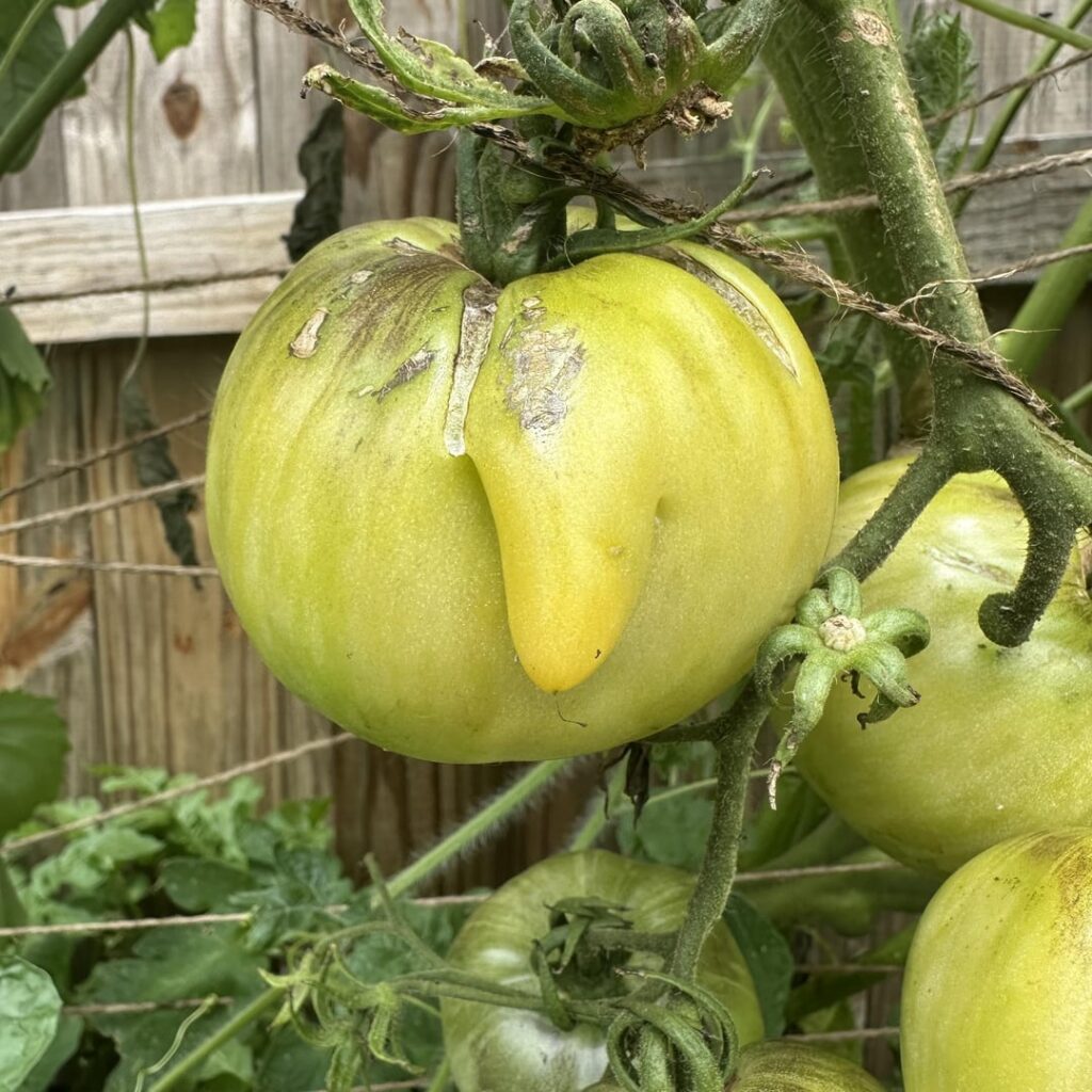 My tomato’s wardrobe malfunction is going to ruin the tour…