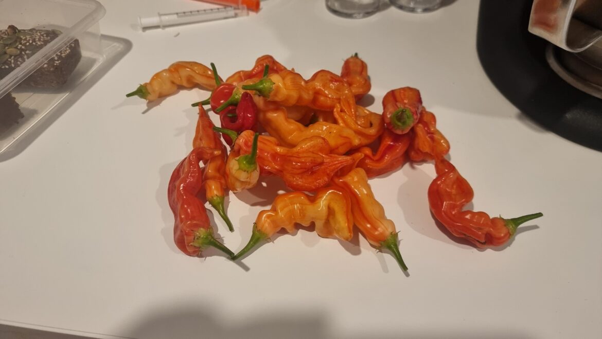 Middle of winter, Melbourne Aus