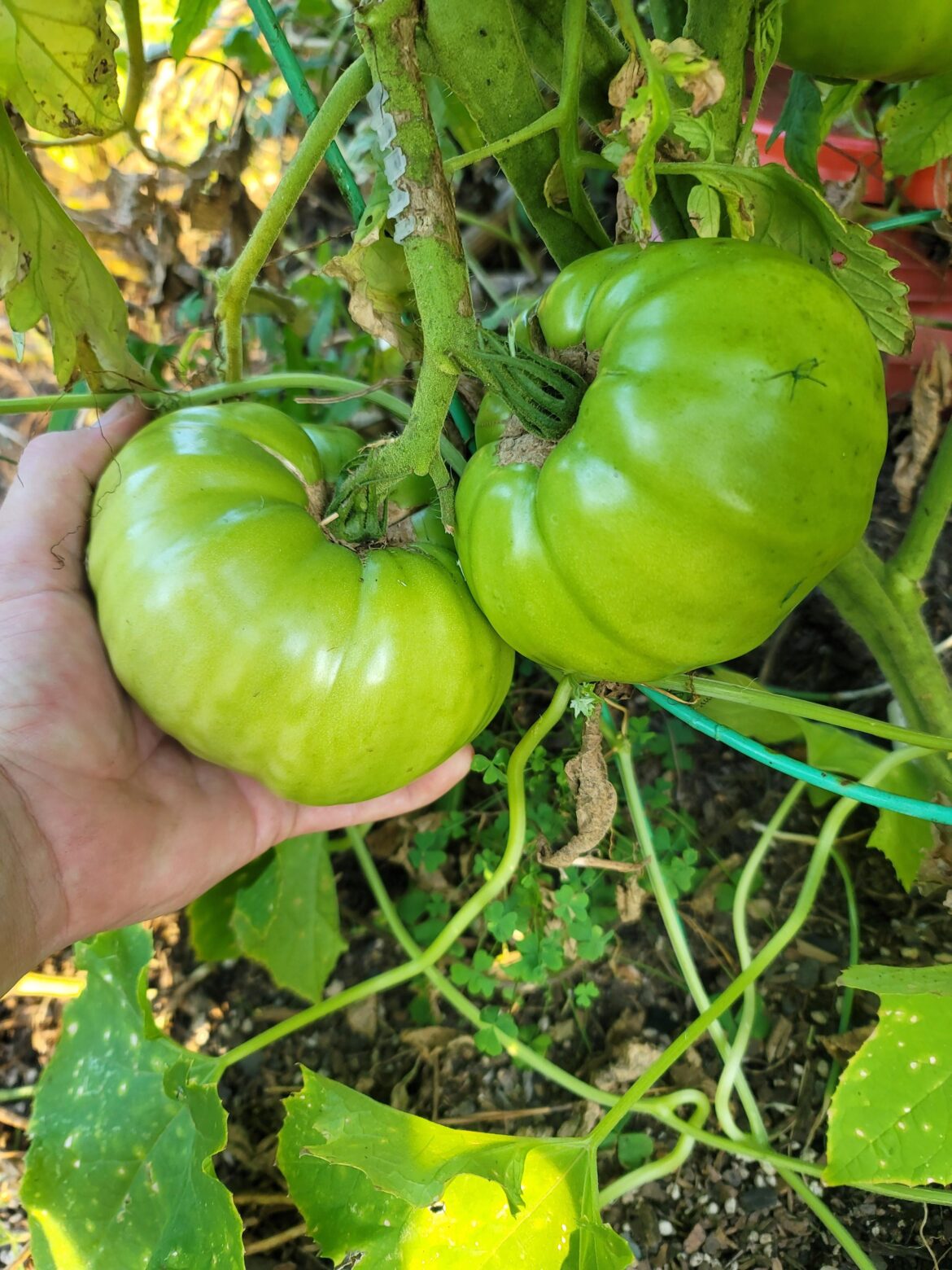 Biggest tomatoes I've grown