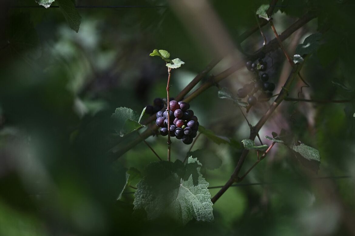 Can Champagne in France Survive Climate Change? Can Champagne in France Survive Climate Change?