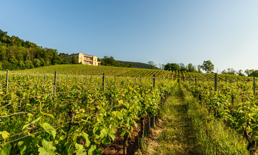 German Wine Harvest and W.I.N.E Festival