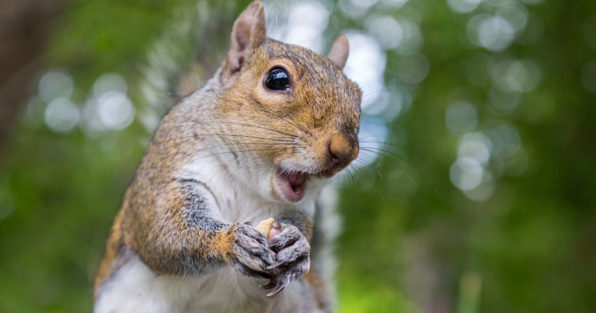 Squirrels will dart away from gardens if they smell one kitchen ingredient Ipso logo