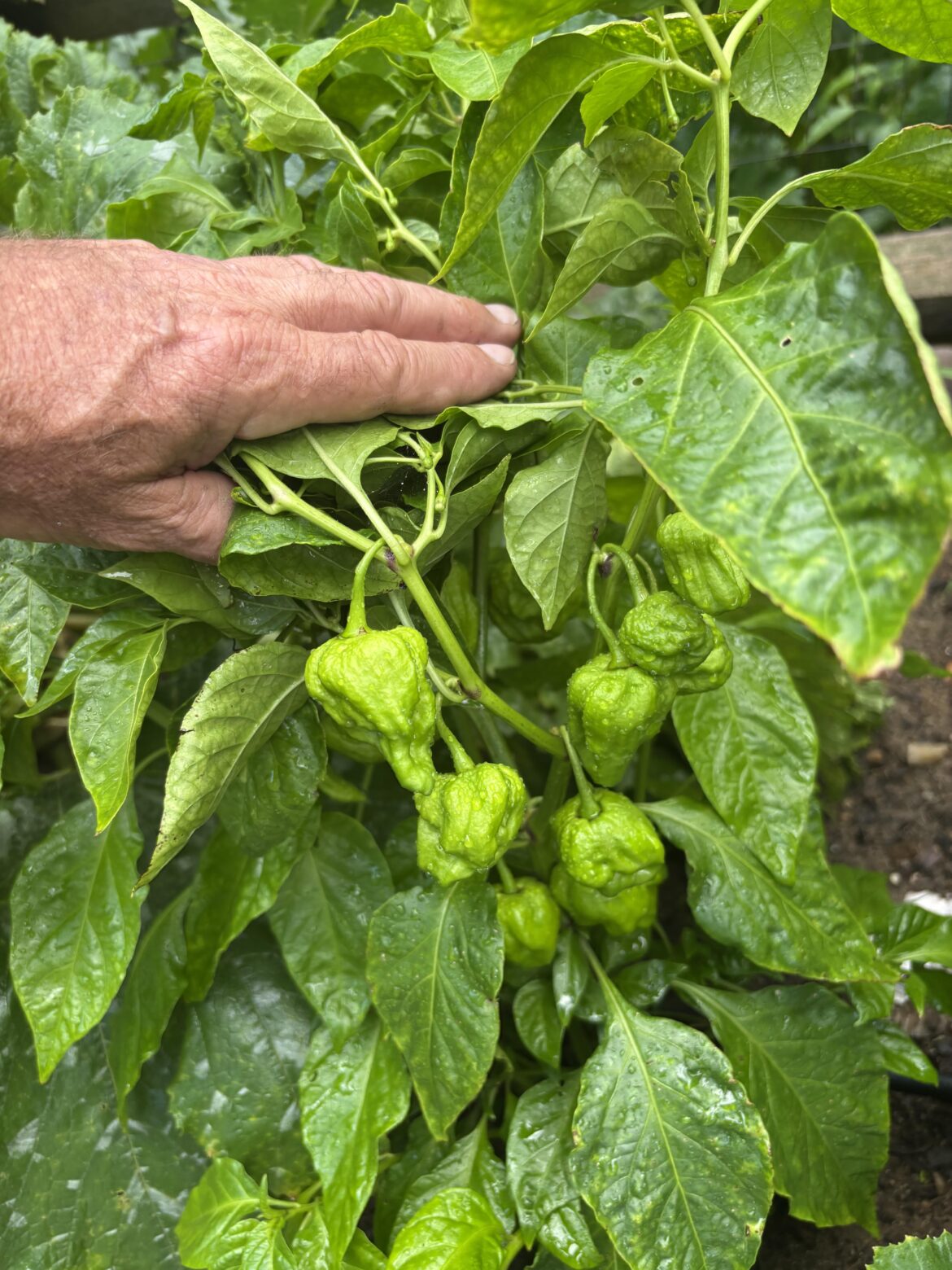 Mom gave me this pepper plant, she didn’t remember what it was but said it’s gonna be hot!