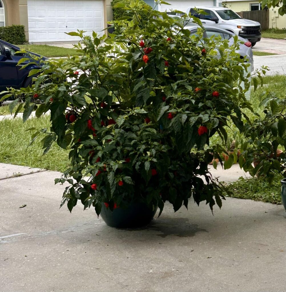 My 1 year old reaper bush