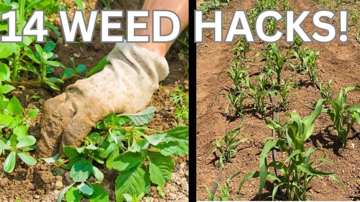 Keep Your Vegetable Garden Weed-Free with These Easy Tips Keep Your Vegetable Garden Weed-Free with These Easy Tips