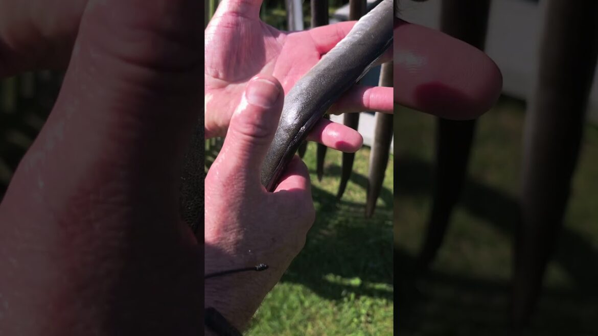 Traditional smoked eel Traditional smoked eel