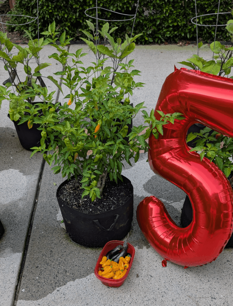 Happy 5th anniversary to Ollie the Fatalii!