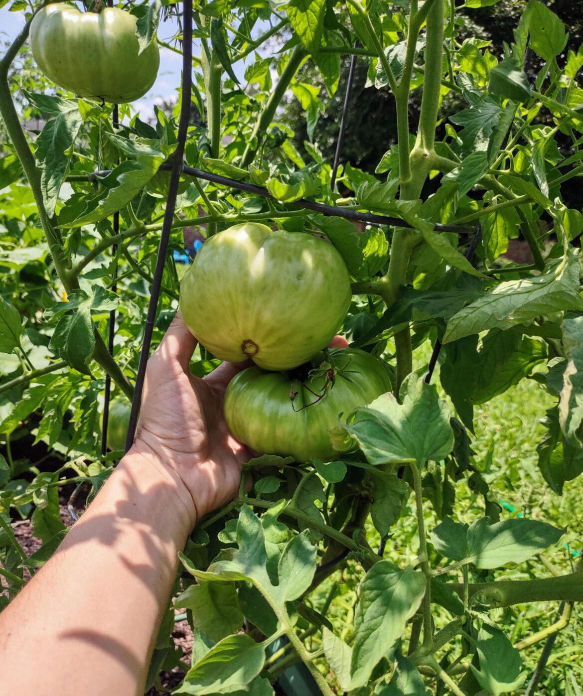 So impatient to see these blush, I've been telling them dirty jokes.