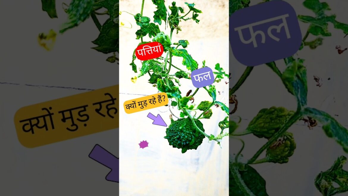 #shorts#tips to home garden vegetable:why are leaves and fruits are wilting?#trending#shortvideo