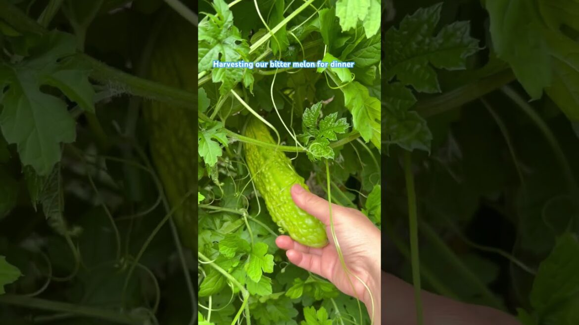 Vegetable garden # bitter melon