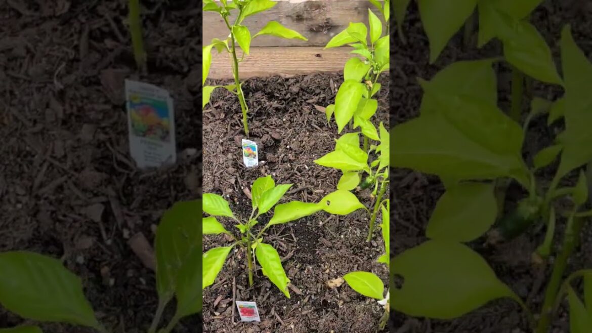 Small raised bed vegetable garden, 8 weeks after planting.