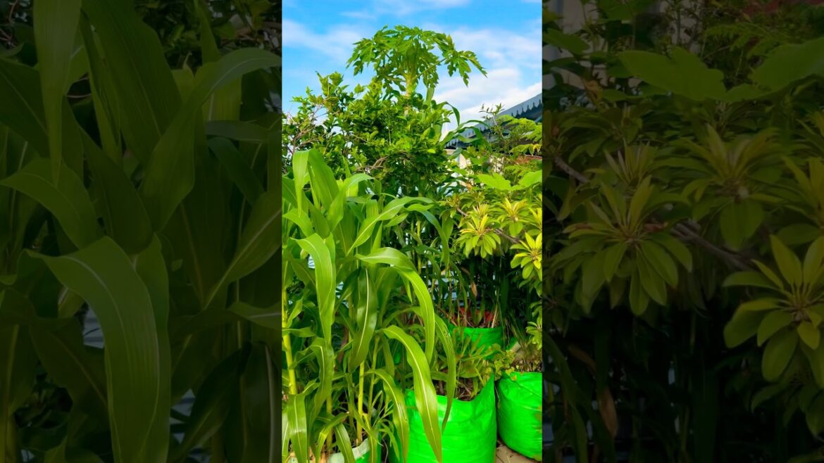 Vegetable gardening #terracegarden #gardening #flowers #youtubeshorts #shortvideo #vegetables