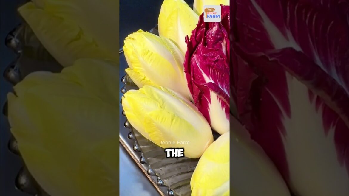 Chicory – the strangest Vegetable in the world Chicory - the strangest Vegetable in the world