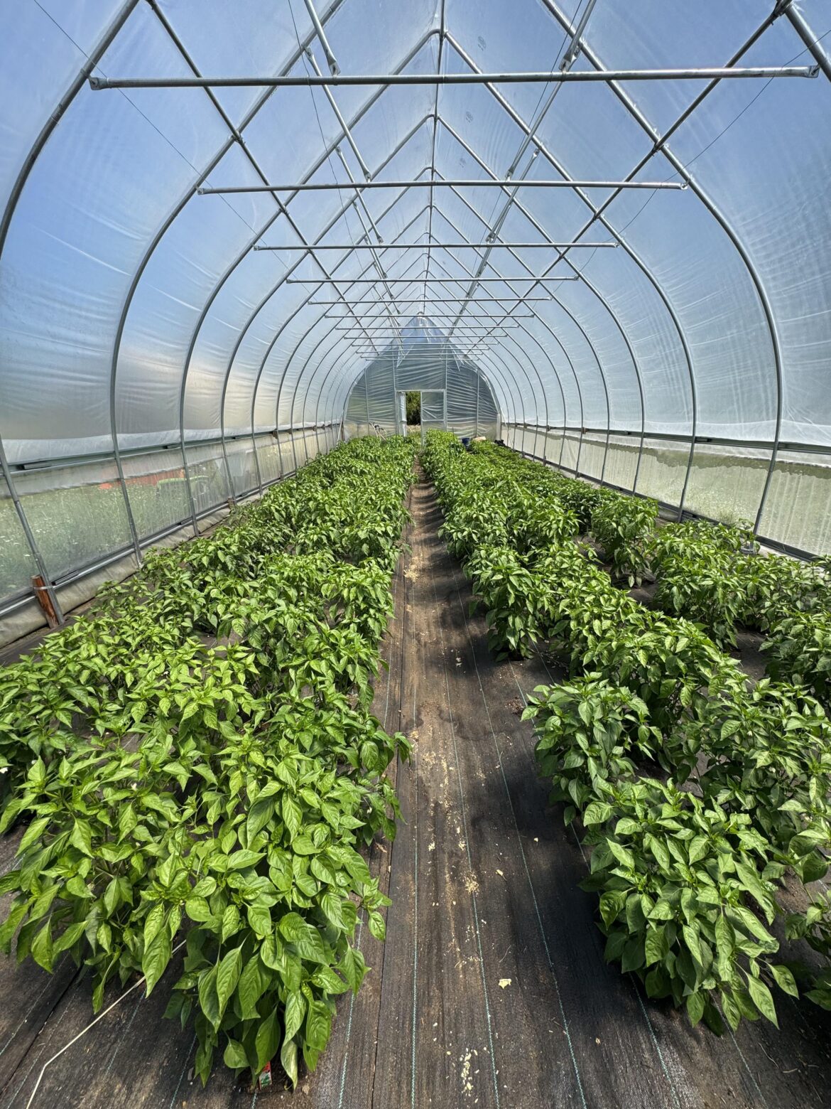 A few Padron peppers…