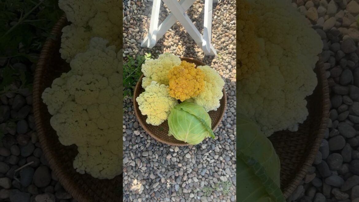 Harvest Time! #vegetablegarden #growyourownfood