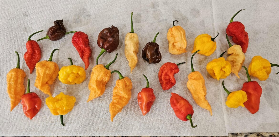 Can't get over how pretty peppers are