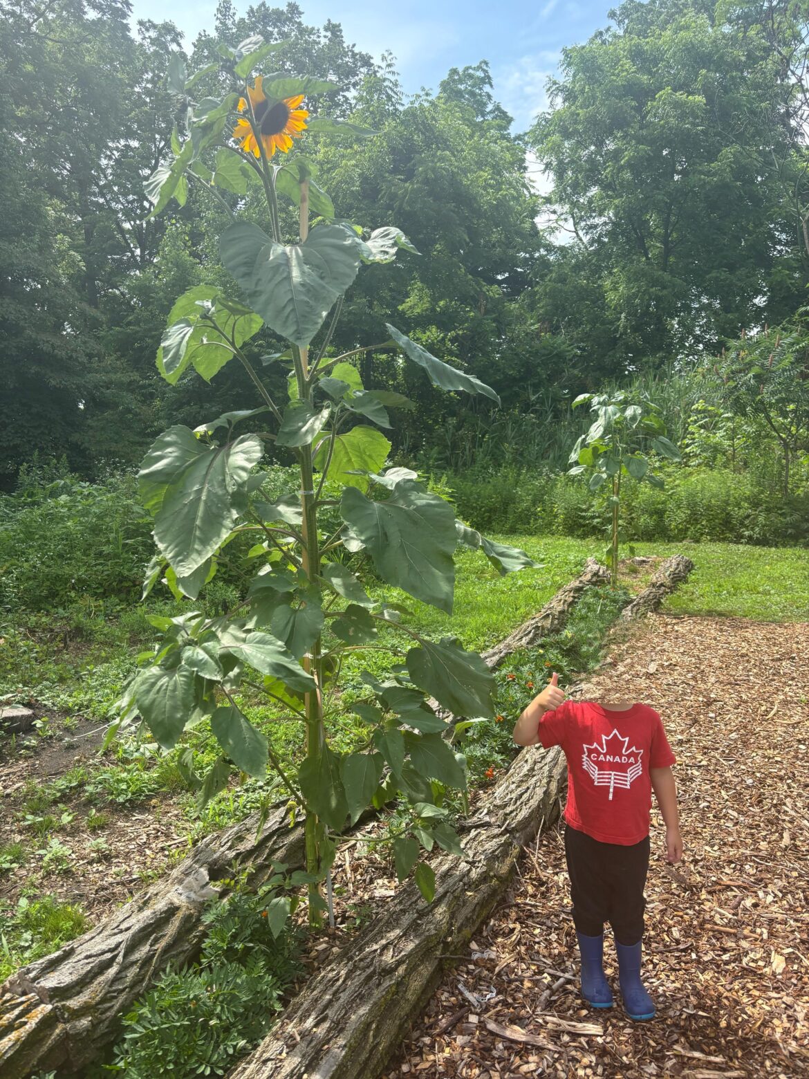 Sunflowers aren't messing around in this heat!