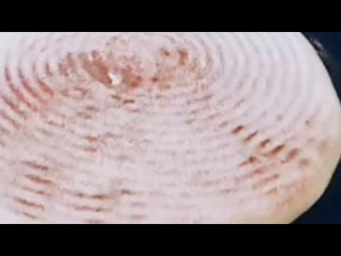 Galette de Pain algérien matlour, Aghroum Thamthoute, cuisson sûr tadjine Galette de Pain algérien matlour, Aghroum Thamthoute, cuisson sûr tadjine