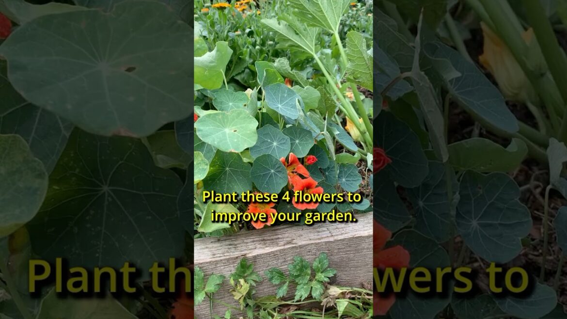 Why You Should Plant These Flowers in Your Vegetable Garden #gardening #gardeningtips #garden