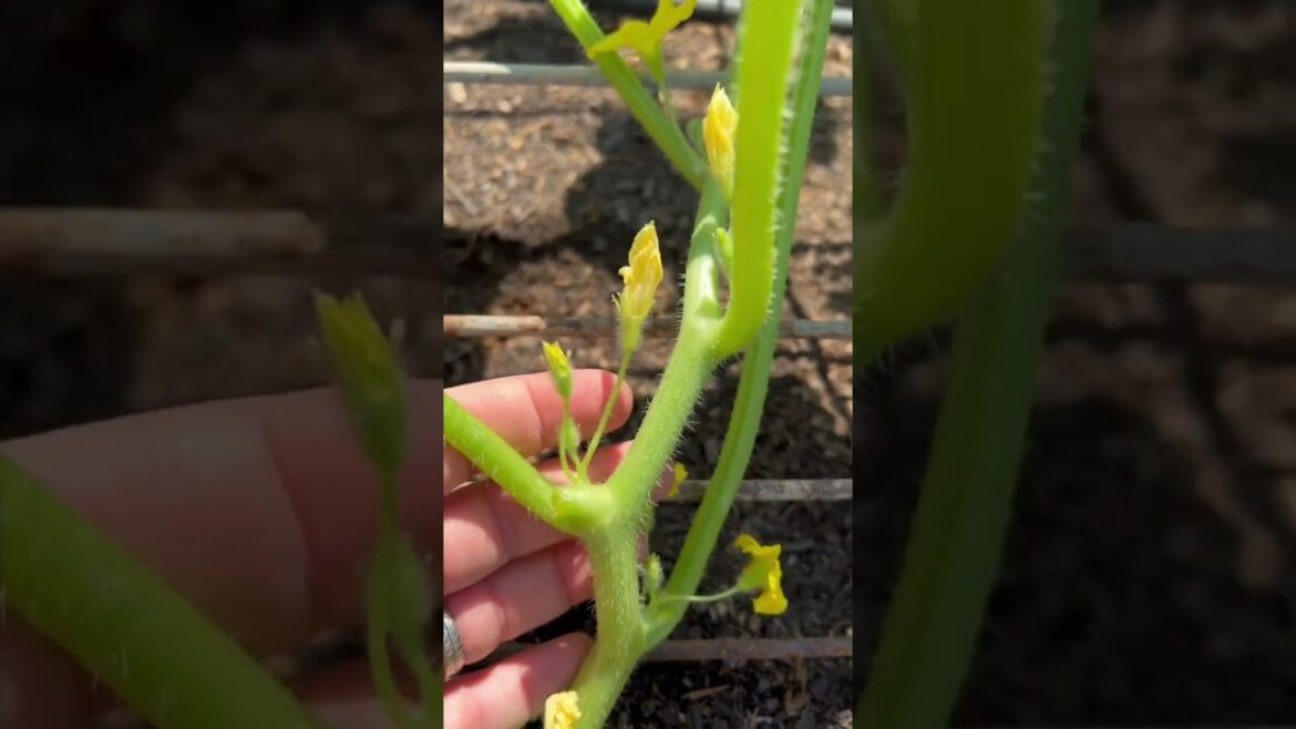 How to Prune Cucumber Plants for BEST Growth!