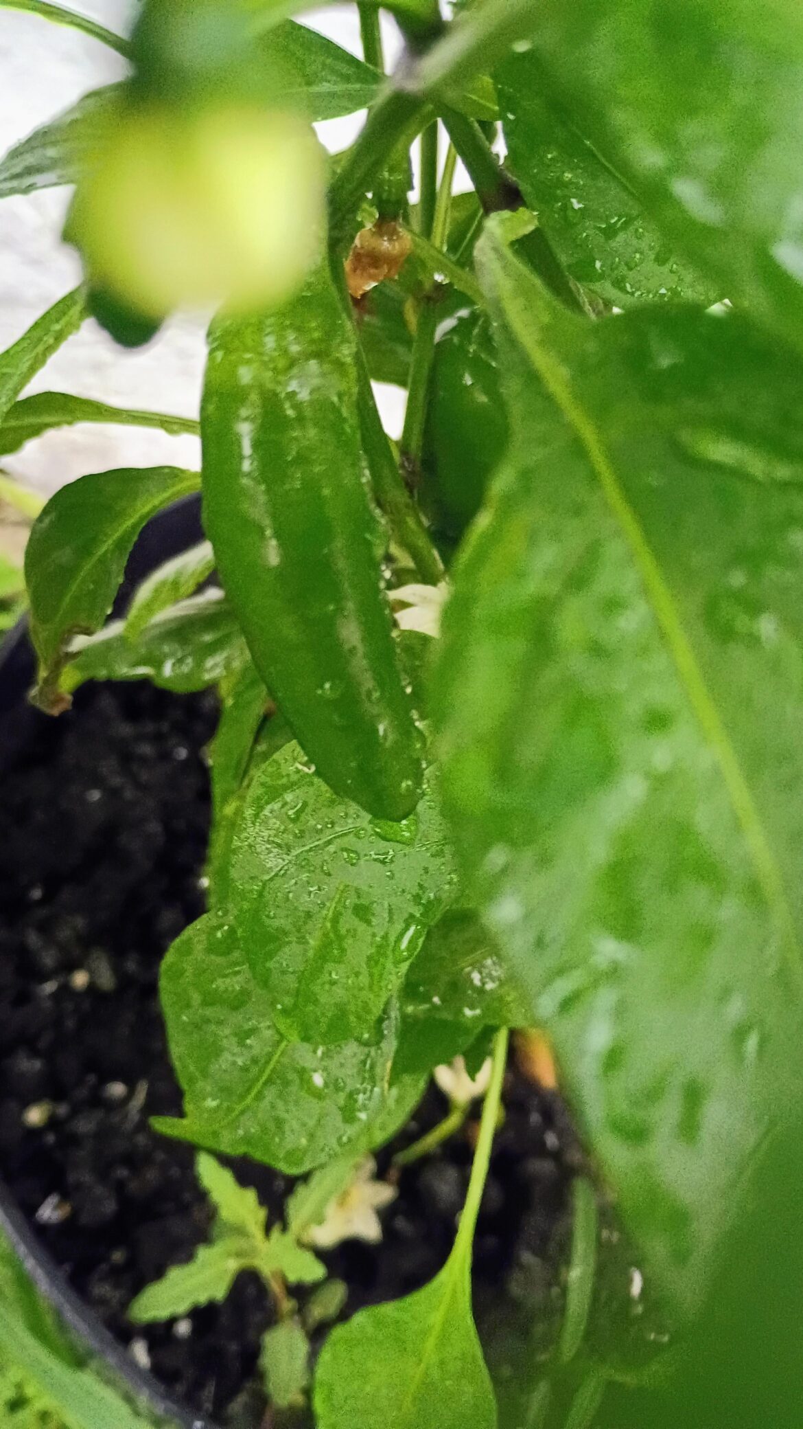 Is my jalapeno ready for harvesting or should I wait