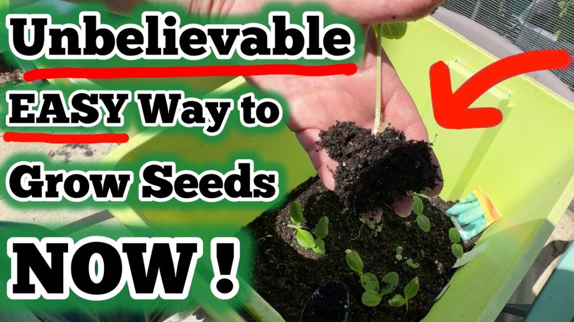 *EASIEST Seed Growing METHOD* How to Start Seeds for Summer Vegetable Garden in DIY Mini Green House