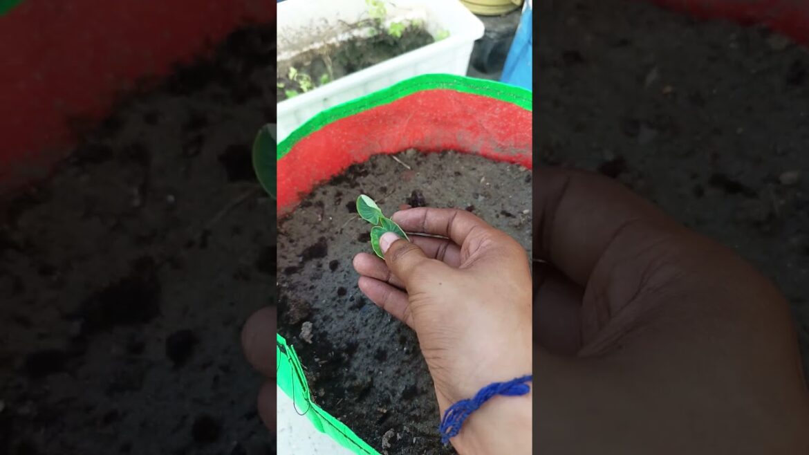 arvi kaisa lageya#garden # vegetables