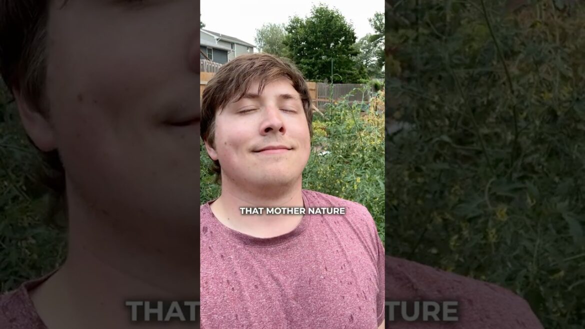 Harvesting Veggies In The Rain #thenebraskagarden #vegetablegarden  #gardening #backyardgarden