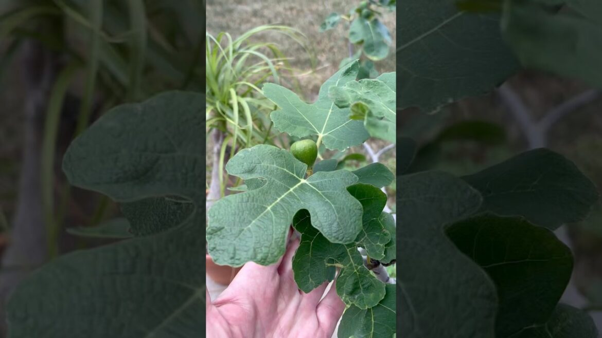 Fig Update. Mid-July in Zone 6a. #vegetablegardening #gardening #figs