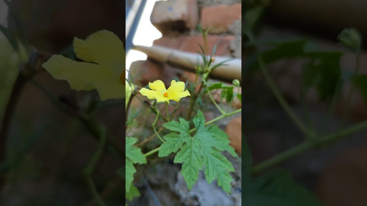 #flowers vegetable gardening video #shortsfeed