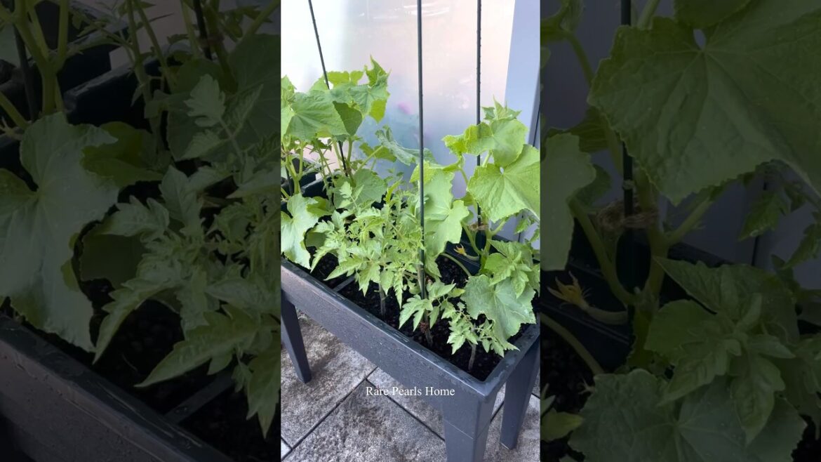 My Vegetable Garden Tour