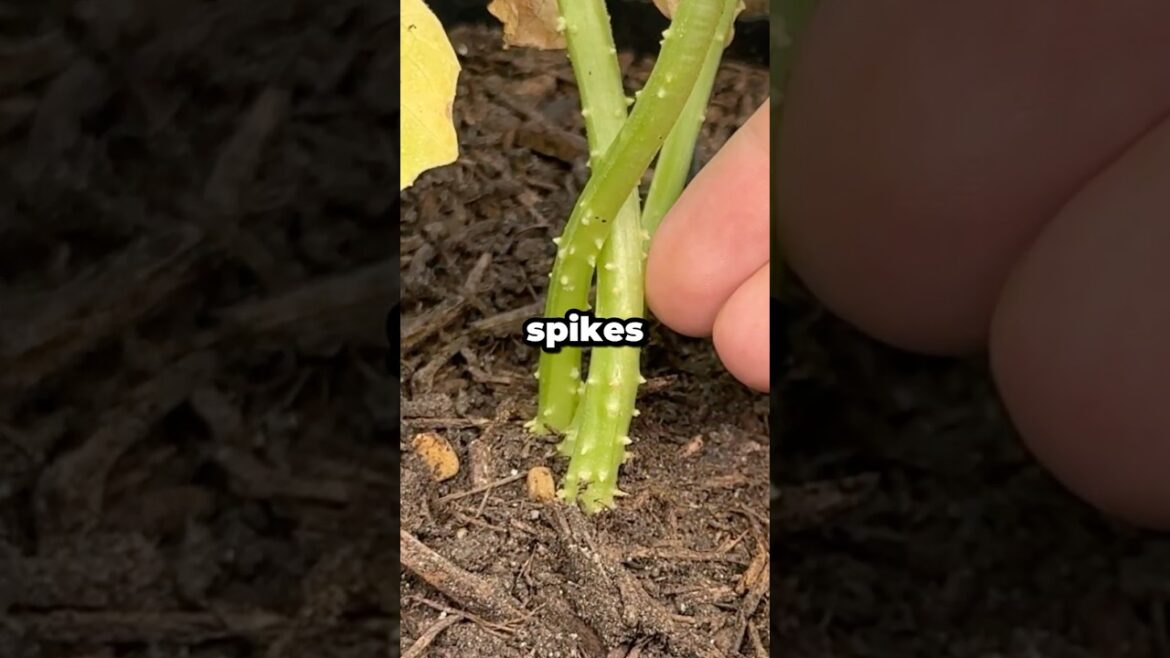 What Are the Spikes on My Cucumber Plant For? #shorts