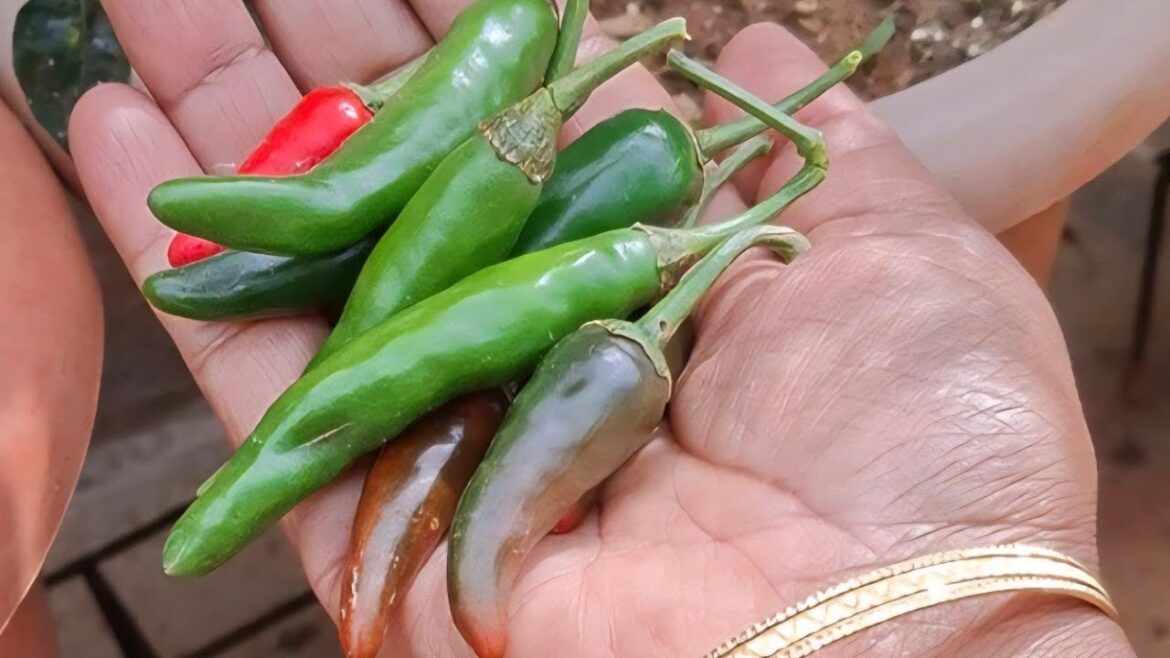 Terrace vegetable garden #vegetableharvesting #terracevegetablegarden