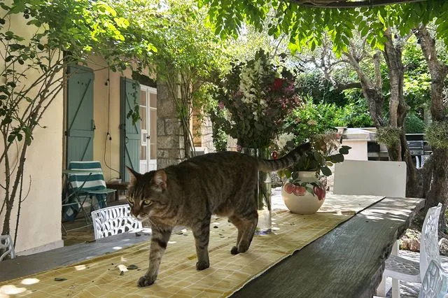 Karen Yuan/Travel + Leisure Lulu the house cat.