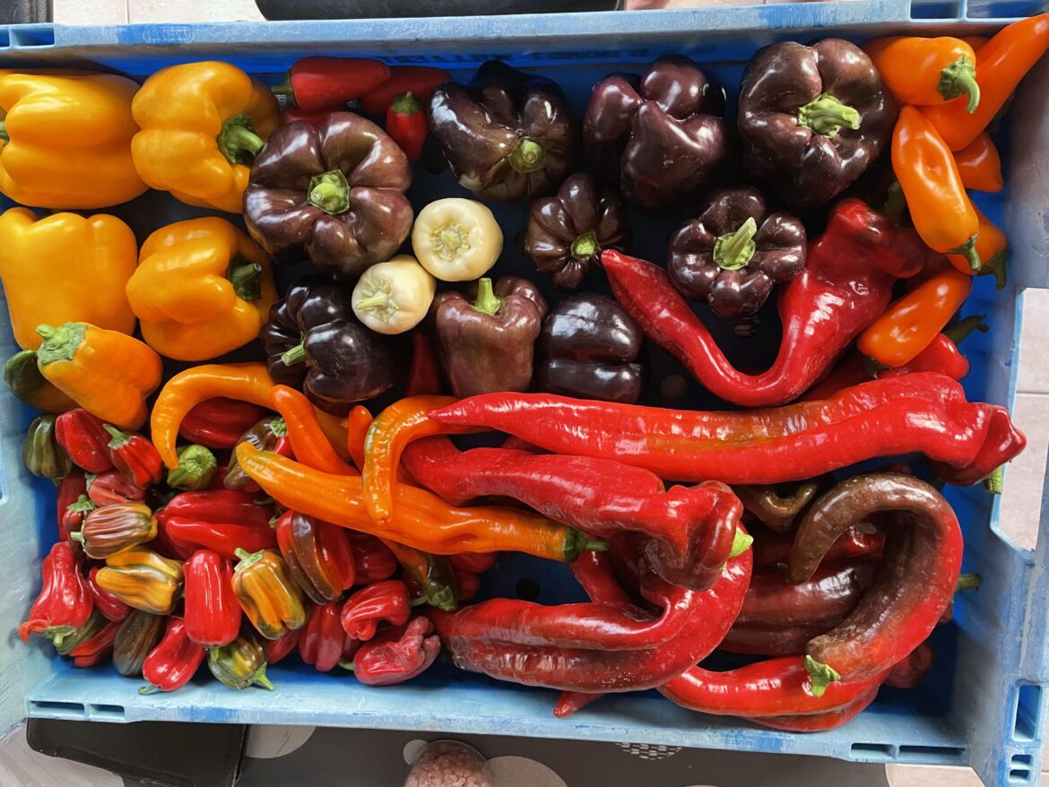 Todays sweet pepper harvest